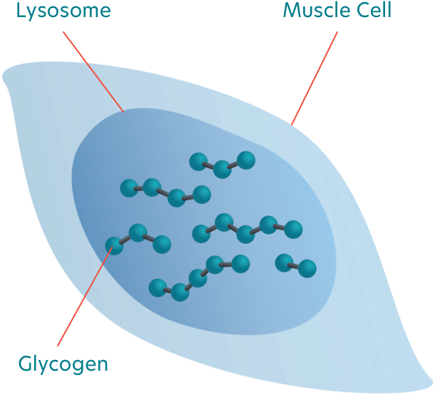 Muscle cell Diagram-image