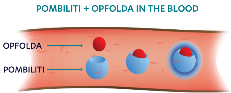 OPFOLDA binding with POMBILITI in the blood-image 
